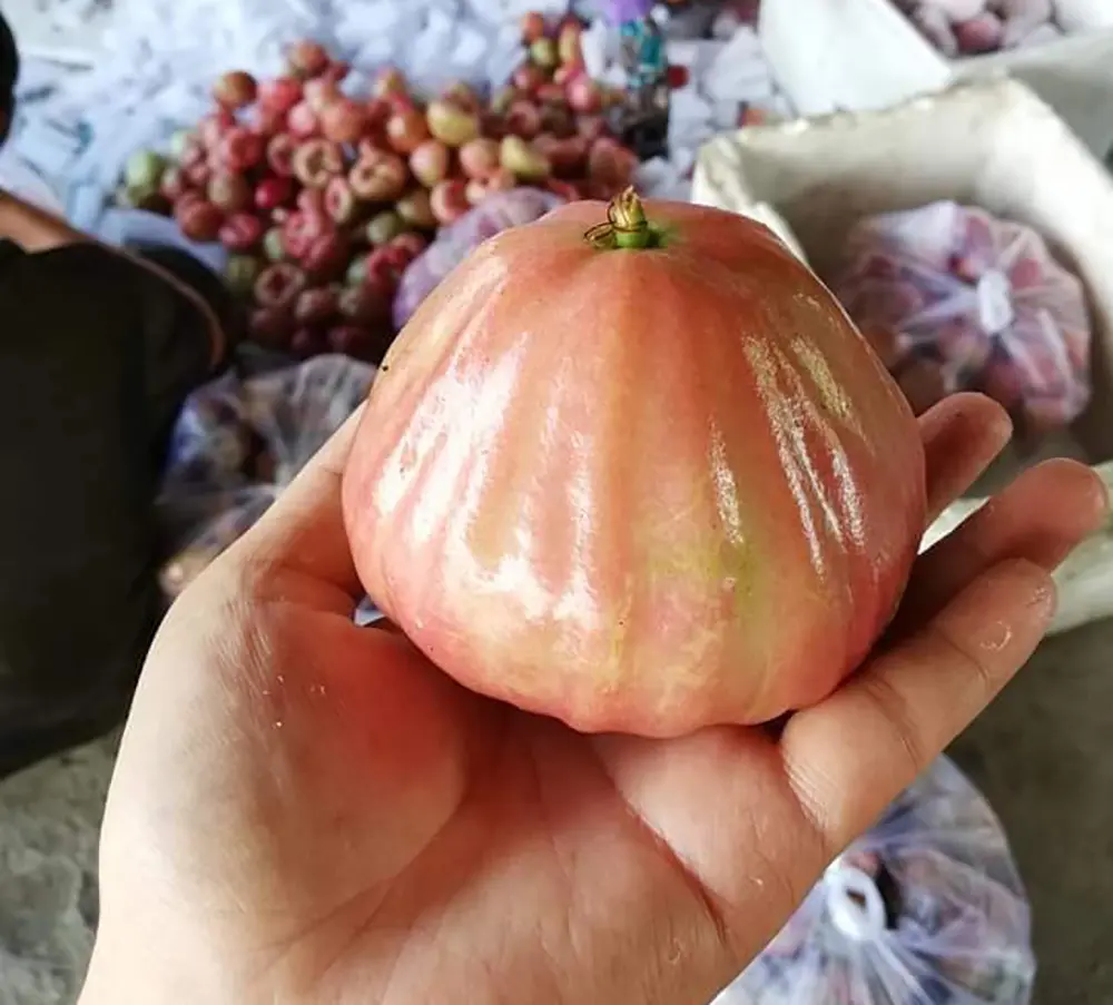 Thưởng thức đặc sản Mận Trung Lương của miền T&acirc;y s&ocirc;ng nước 6