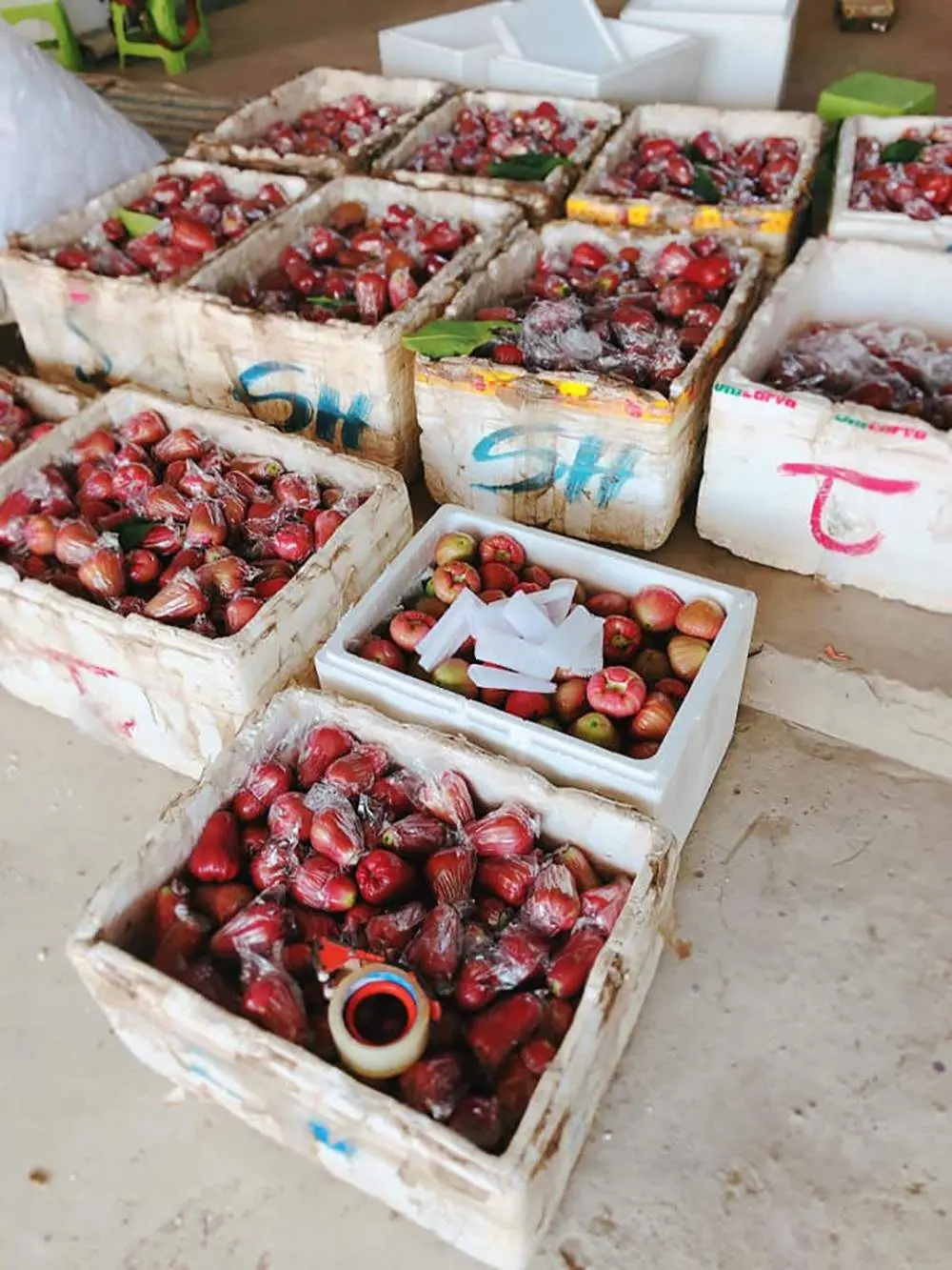 Thưởng thức đặc sản Mận Trung Lương của miền T&acirc;y s&ocirc;ng nước 7