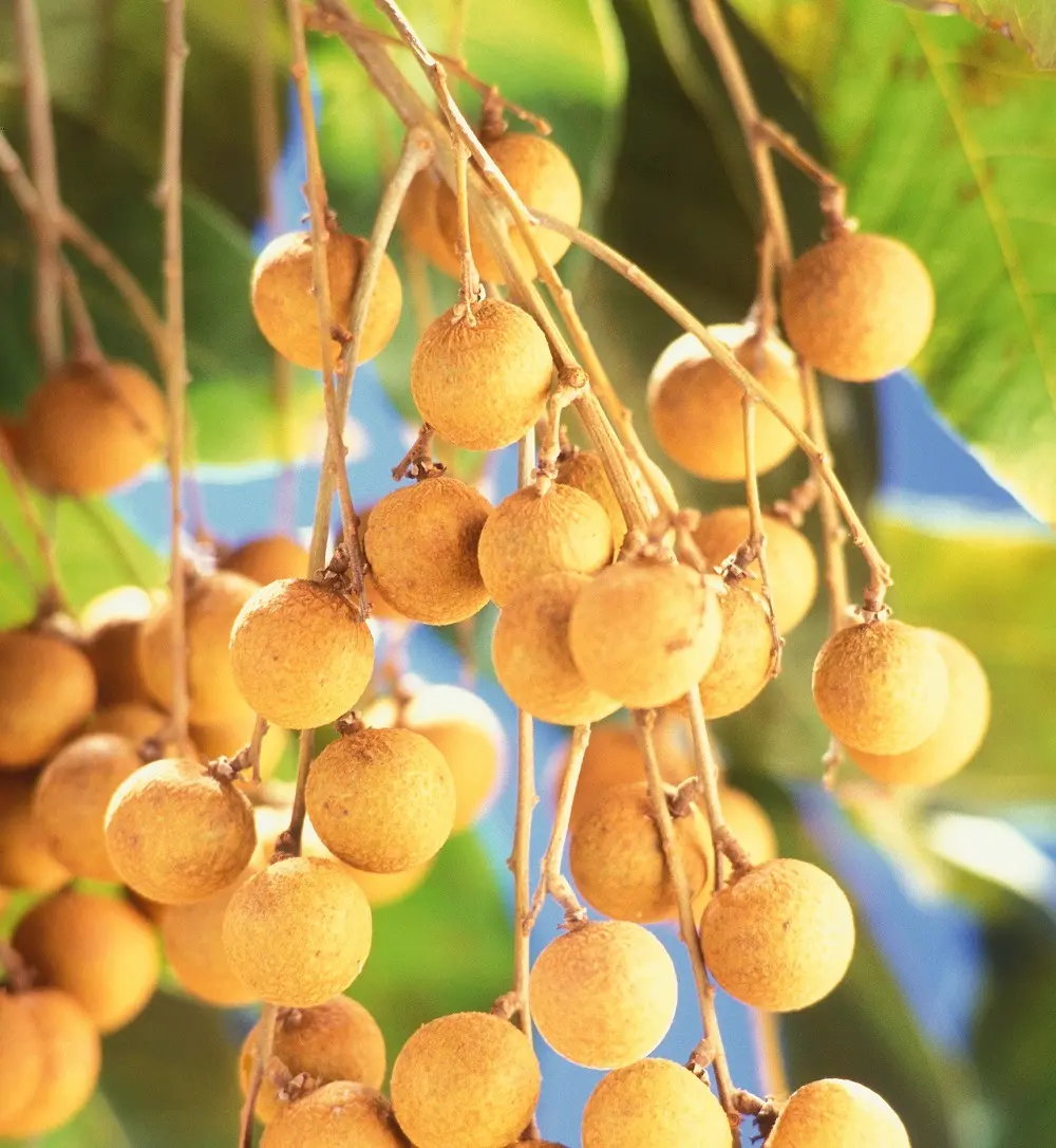 Thưởng thức hương vị Nhãn Nhị Quý thơm ngon quên lối về 3