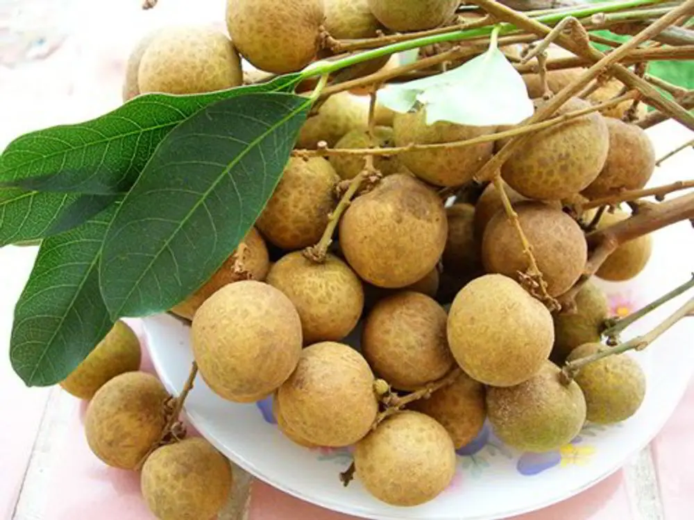 Thưởng thức hương vị Nhãn Nhị Quý thơm ngon quên lối về 6