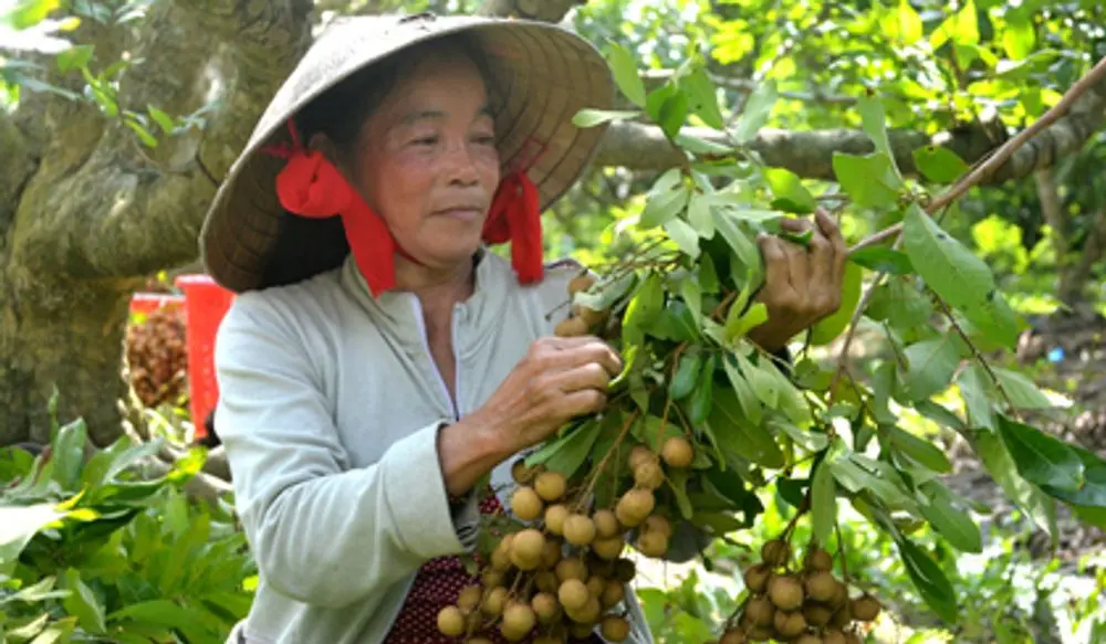 Thưởng thức hương vị Nhãn Nhị Quý thơm ngon quên lối về 4