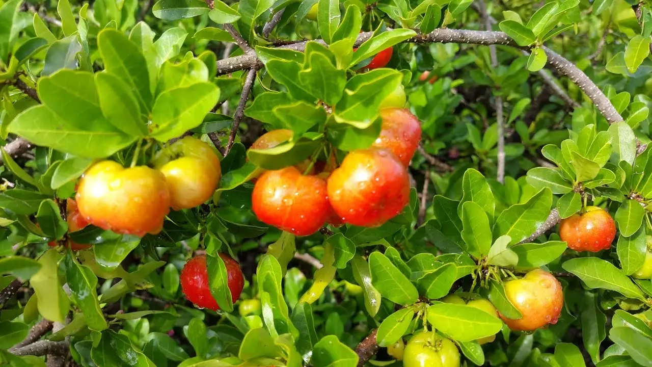Top 7 m&oacute;n Đặc sản Tiền Giang nhất định phải thử 4