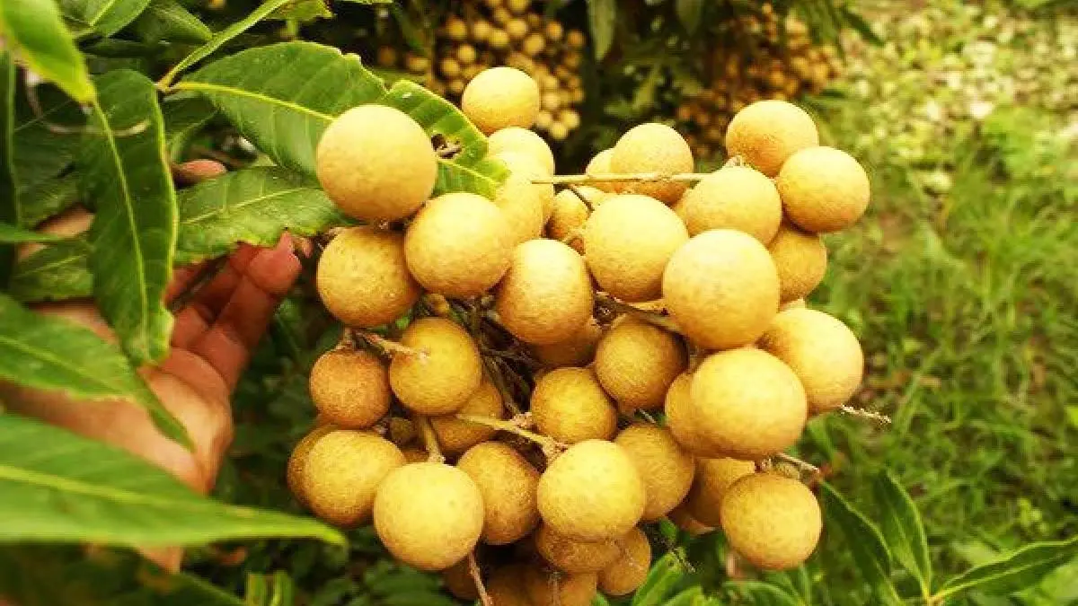 Top 7 m&oacute;n Đặc sản Tiền Giang nhất định phải thử 3