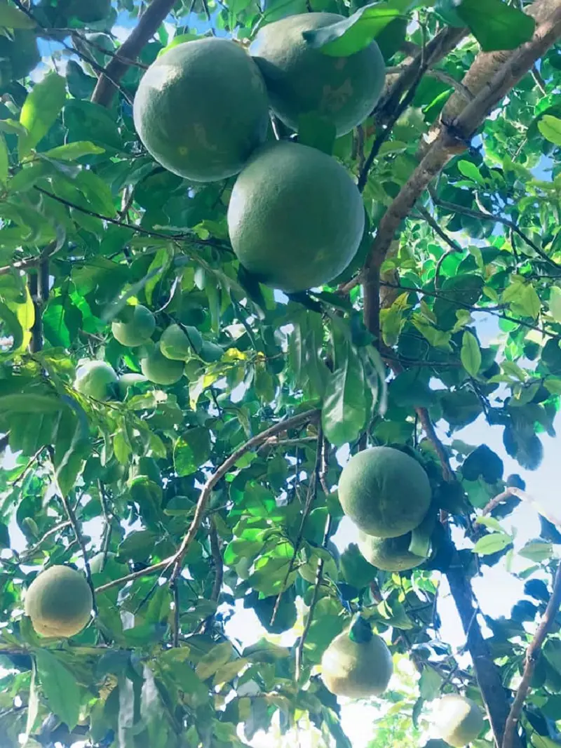 Đọc xong review cồn Tân Long Tiền Giang này bạn sẽ muốn đi ngay 4