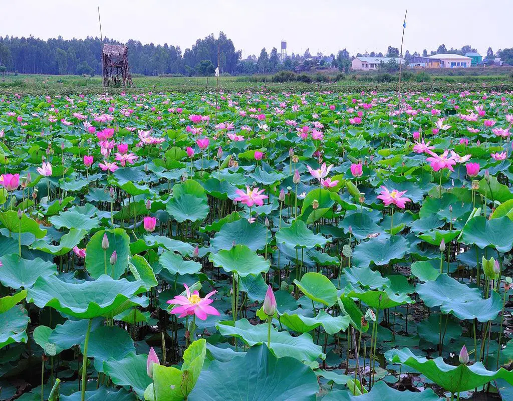 Kh&aacute;m ph&aacute; Khu bảo tồn sinh th&aacute;i Đồng Th&aacute;p Mười Tiền Giang 2