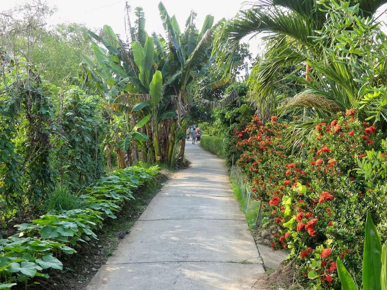 Trải nghiệm Lịch tr&igrave;nh du lịch Tiền Giang 1 ng&agrave;y, rong chơi qu&ecirc;n lối về 5