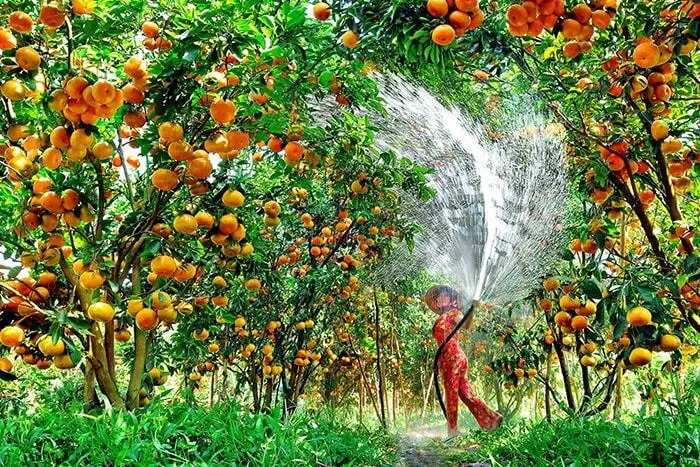 Trải nghiệm Lịch trình du lịch Tiền Giang 1 ngày, rong chơi quên lối về