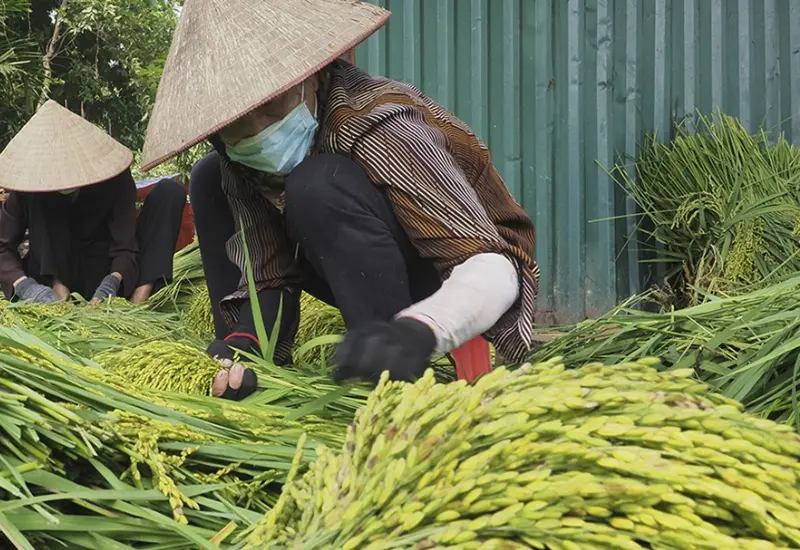 Cốm dẹp Trà Vinh: Đặc sản nổi tiếng bao đời của người Khmer 3