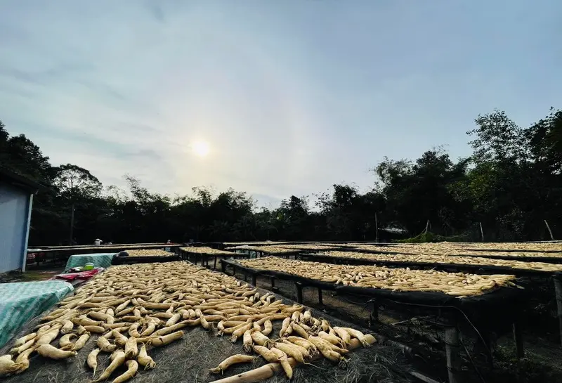 Củ cải muối Chịt Sa, món ngon bình dị của Trà Vinh 5