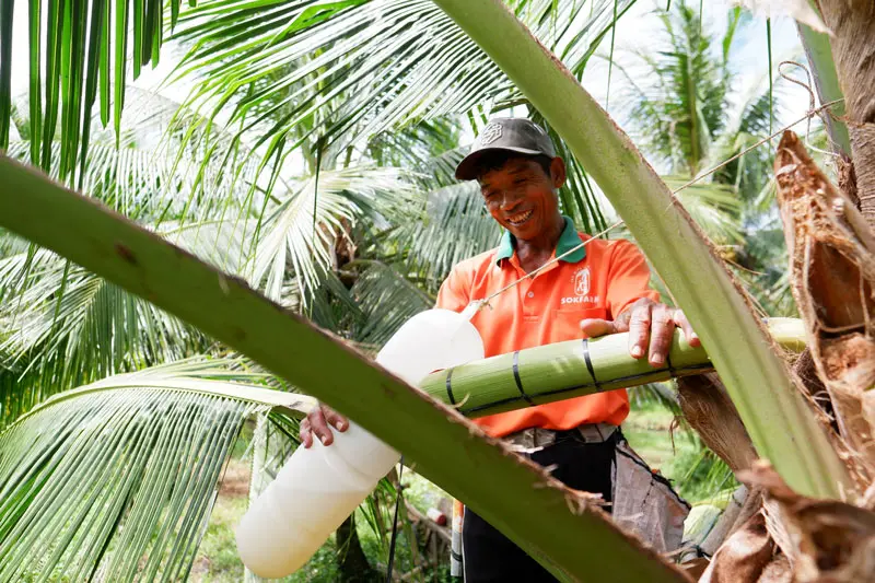 Thưởng thức mật hoa dừa, tinh t&uacute;y đặc sản Tr&agrave; Vinh 4