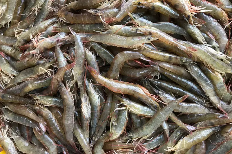 T&ocirc;m kh&ocirc; Vinh Kim, m&oacute;n ăn thơm ngon nổi tiếng của Tr&agrave; Vinh 3
