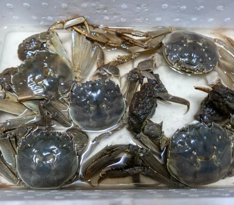 Thưởng thức bát mì cua lông, tận hưởng tinh hoa ẩm thực Thượng Hải 9
