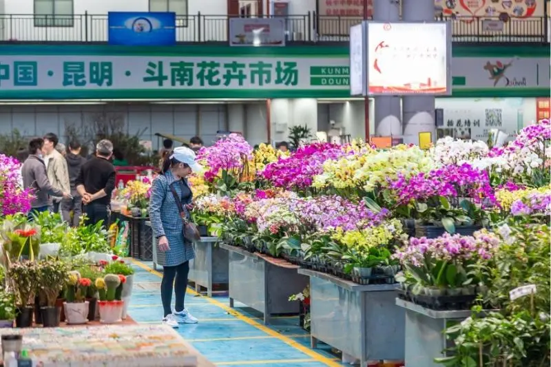 Chợ hoa Đấu Nam, c&aacute;nh gi&oacute; cho thị trường hoa Trung Quốc 6