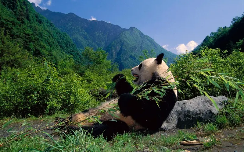 Kh&aacute;m ph&aacute; một Tứ Xuy&ecirc;n tr&ugrave; ph&uacute; qu&ecirc; hương của lo&agrave;i gấu tr&uacute;c 11