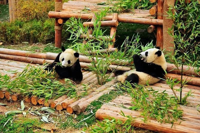 Kh&aacute;m ph&aacute; một Tứ Xuy&ecirc;n tr&ugrave; ph&uacute; qu&ecirc; hương của lo&agrave;i gấu tr&uacute;c 7