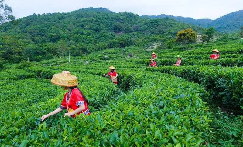 Thắng cảnh Vũ Di Sơn, di sản ấn tượng tại Ph&uacute;c Kiến 10