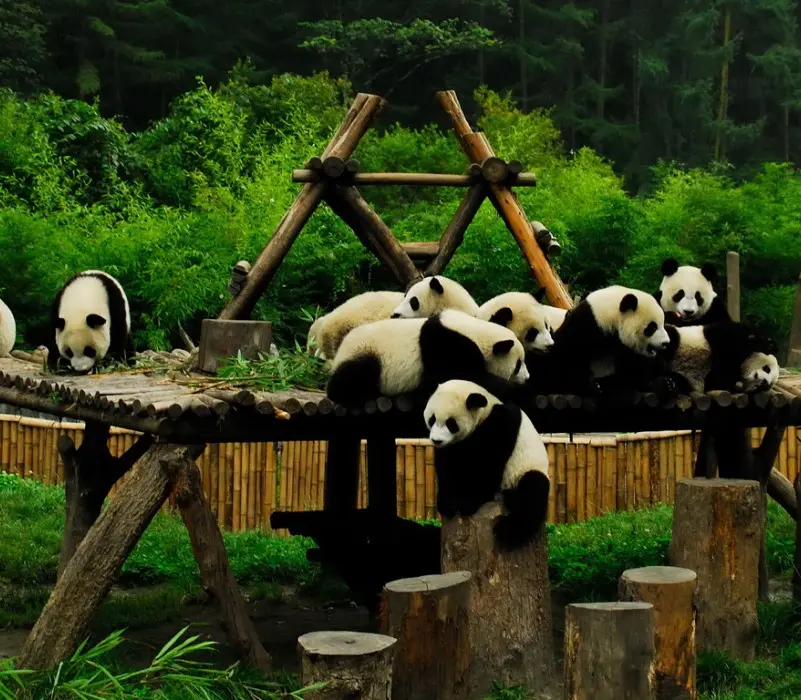 Đô Giang Yển, thắng cảnh ngọt ngào giữa lòng Thành Đô