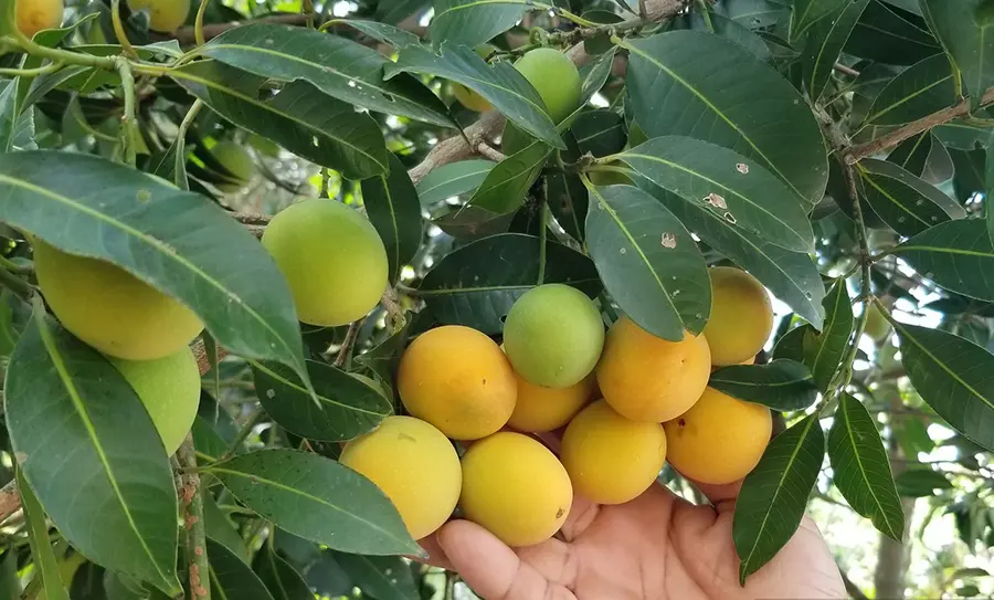 Độc đ&aacute;o m&ugrave;a thanh tr&agrave; Vĩnh Long ở xứ B&igrave;nh Minh 4