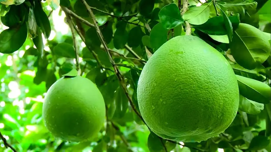 Kh&aacute;m ph&aacute; Bưởi Năm Roi B&igrave;nh Minh ngon nhất cả nước 4