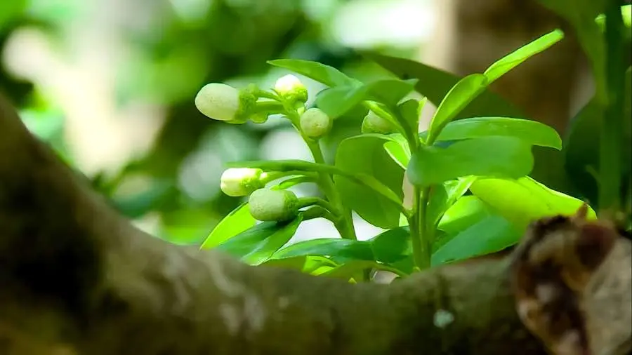 Kh&aacute;m ph&aacute; Bưởi Năm Roi B&igrave;nh Minh ngon nhất cả nước 7