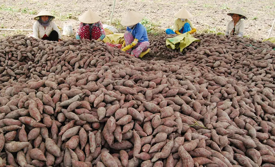Khoai lang B&igrave;nh T&acirc;n, loại củ đặc trưng của v&ugrave;ng nước nổi 6