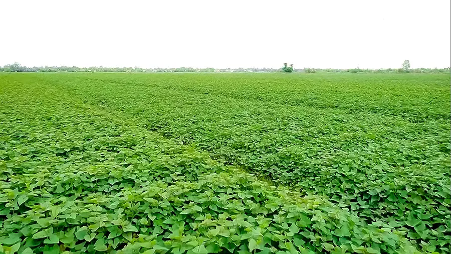 Khoai lang B&igrave;nh T&acirc;n, loại củ đặc trưng của v&ugrave;ng nước nổi 2