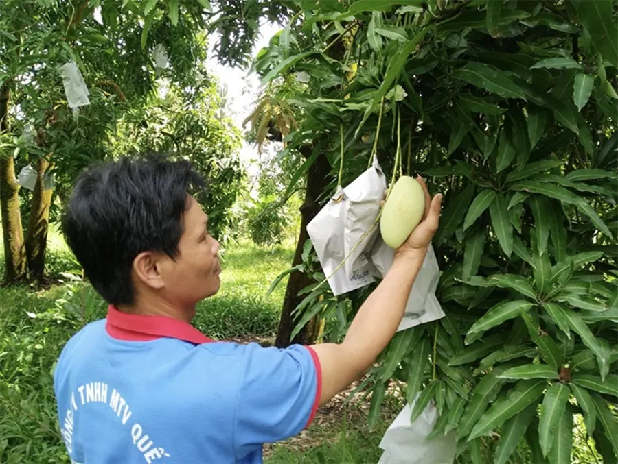 Xo&agrave;i c&aacute;t n&uacute;m, thức quả miệt vườn trứ danh của huyện Vũng Li&ecirc;m 5