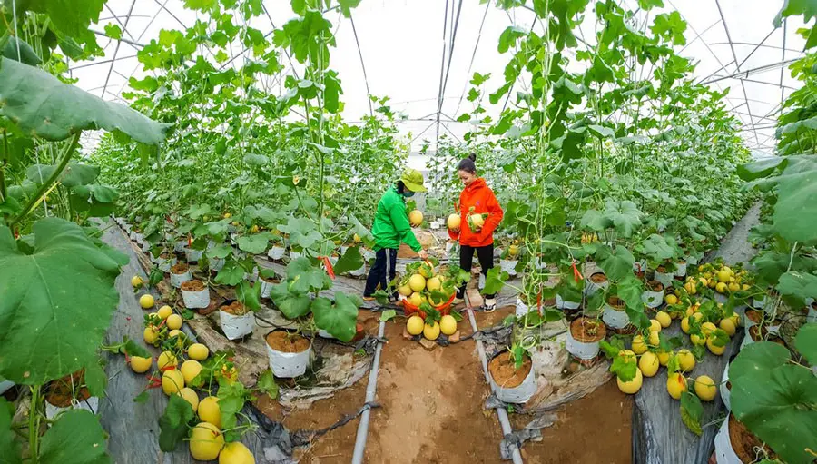 Du lịch sinh th&aacute;i v&agrave; l&agrave;ng nghề Vĩnh Long với v&ocirc; v&agrave;n trải nghiệm hấp dẫn 5