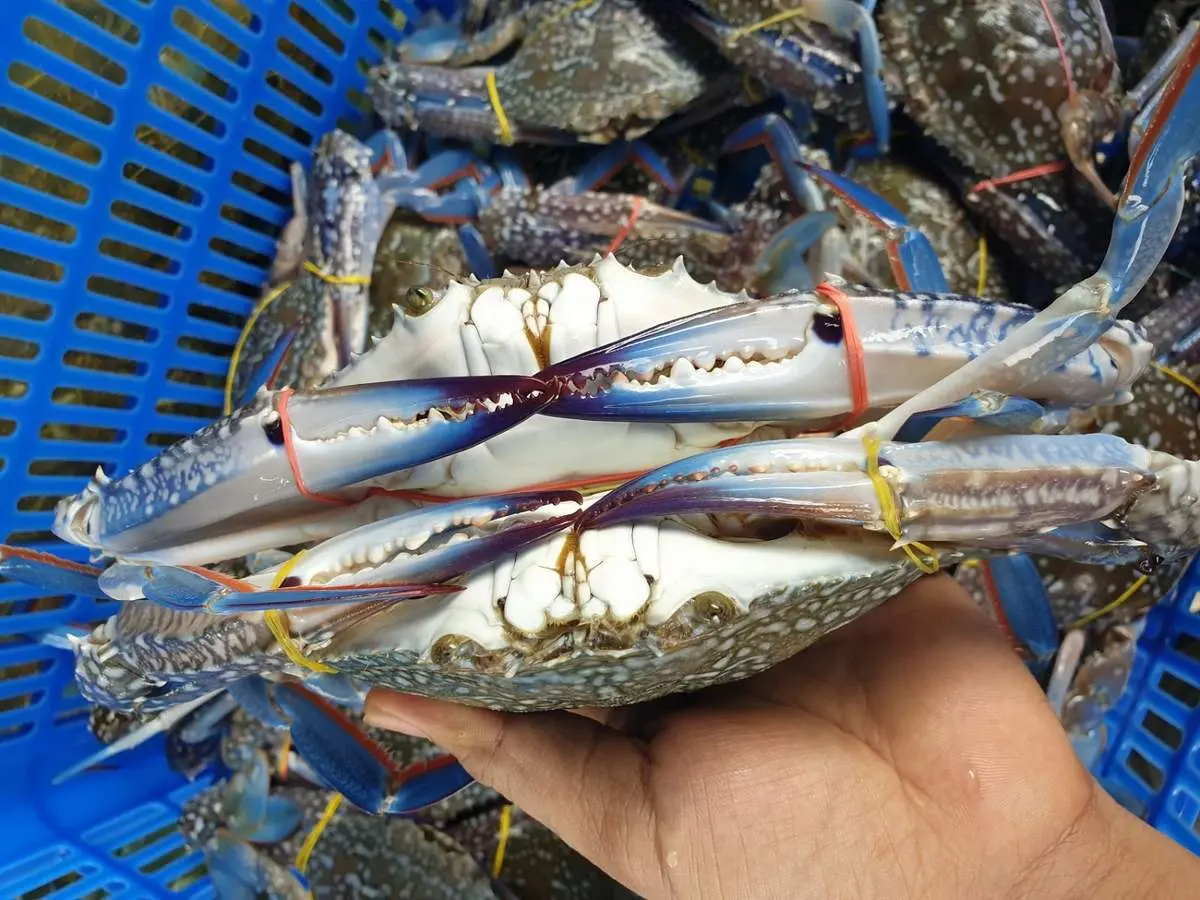 Gh&eacute; chợ X&oacute;m Lưới Vũng T&agrave;u rồi m&igrave;nh c&ugrave;ng rinh cả thế giới hải sản tươi ngon về nh&agrave; nh&eacute;! 3