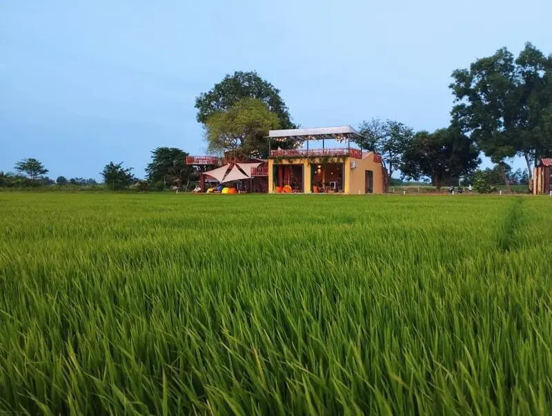 L&uacute;a Cafe Vũng T&agrave;u: Qu&aacute;n c&agrave; ph&ecirc; giữa đồng ruộng cực chill 2