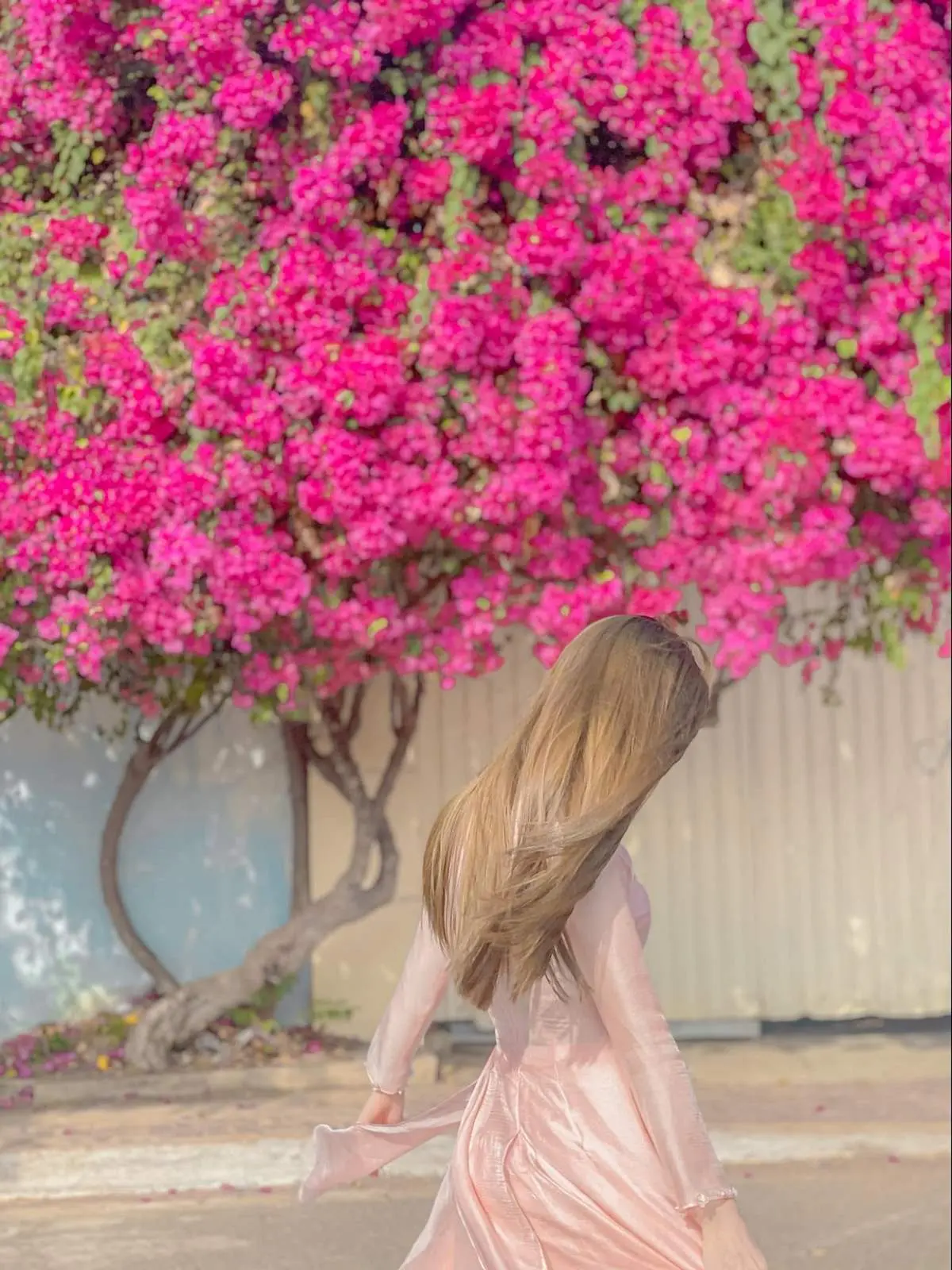 Chiêm ngưỡng mùa hoa giấy Vũng Tàu - Vẻ đẹp vừa mong manh vừa mãnh liệt của loài hoa nắng gió 13