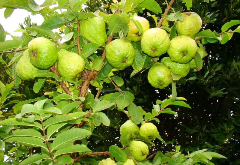 Khám phá khu du lịch sinh thái Ngọc Xương siêu xịn sò 7