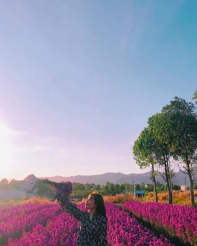 Nhẹ nhàng một vùng trời tím mộng mơ với sắc màu của vườn hoa thạch thảo Vũng Tàu 6