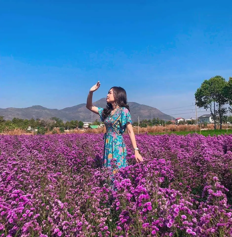 Nhẹ nhàng một vùng trời tím mộng mơ với sắc màu của vườn hoa thạch thảo Vũng Tàu 9