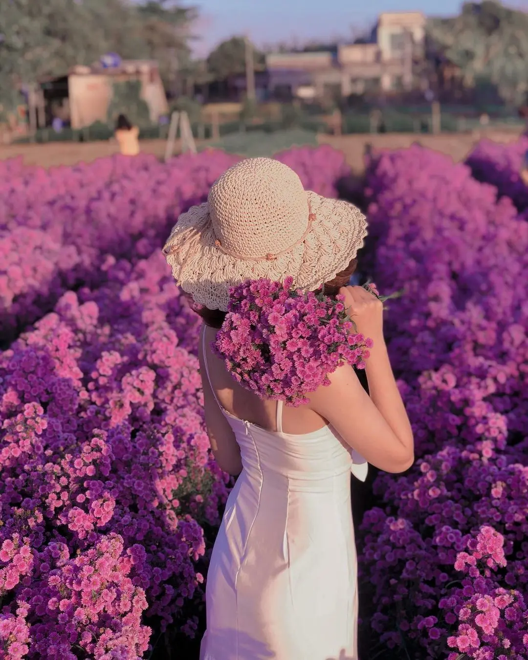 Nhẹ nhàng một vùng trời tím mộng mơ với sắc màu của vườn hoa thạch thảo Vũng Tàu 4