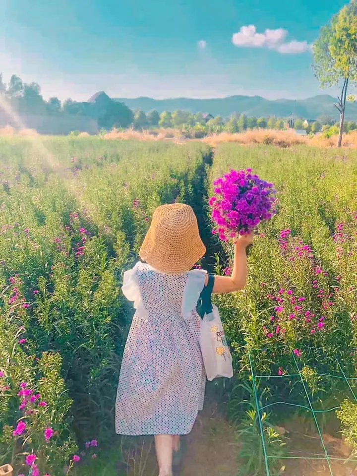 Nhẹ nhàng một vùng trời tím mộng mơ với sắc màu của vườn hoa thạch thảo Vũng Tàu 15