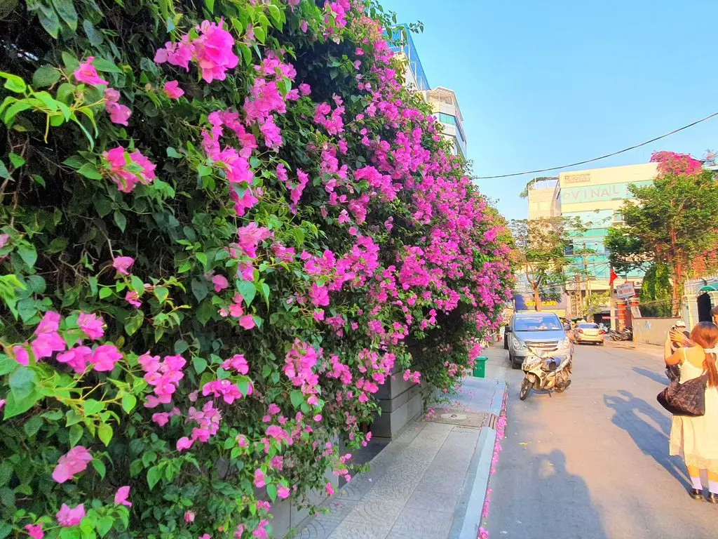 Nhìn lại vẻ đẹp của mùa hoa giấy Vũng Tàu trước khi bị kẻ gian cưa gốc 5