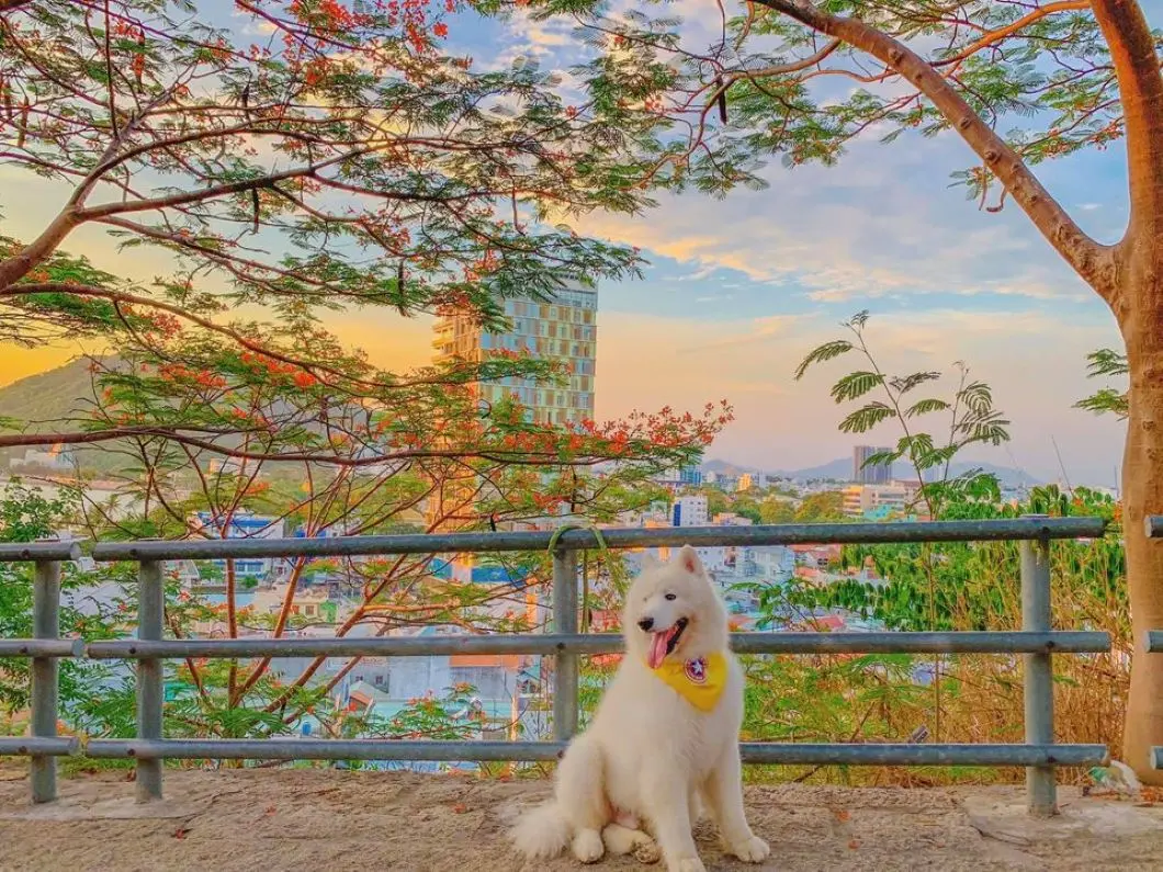 Review Vũng Tàu 2 ngày 1 đêm check-in toàn điểm hot cùng pet cưng 8