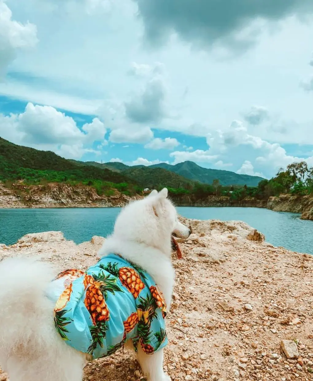 Review Vũng Tàu 2 ngày 1 đêm check-in toàn điểm hot cùng pet cưng 3