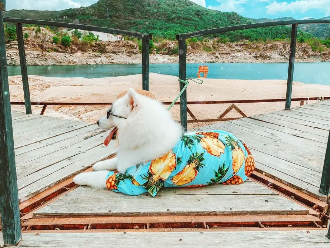 Review Vũng Tàu 2 ngày 1 đêm check-in toàn điểm hot cùng pet cưng 4