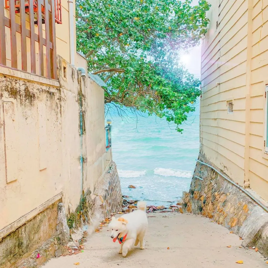 Review Vũng Tàu 2 ngày 1 đêm check-in toàn điểm hot cùng pet cưng 5