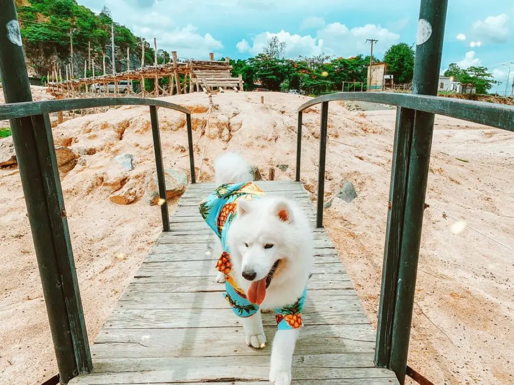 Review Vũng Tàu 2 ngày 1 đêm check-in toàn điểm hot cùng pet cưng 2