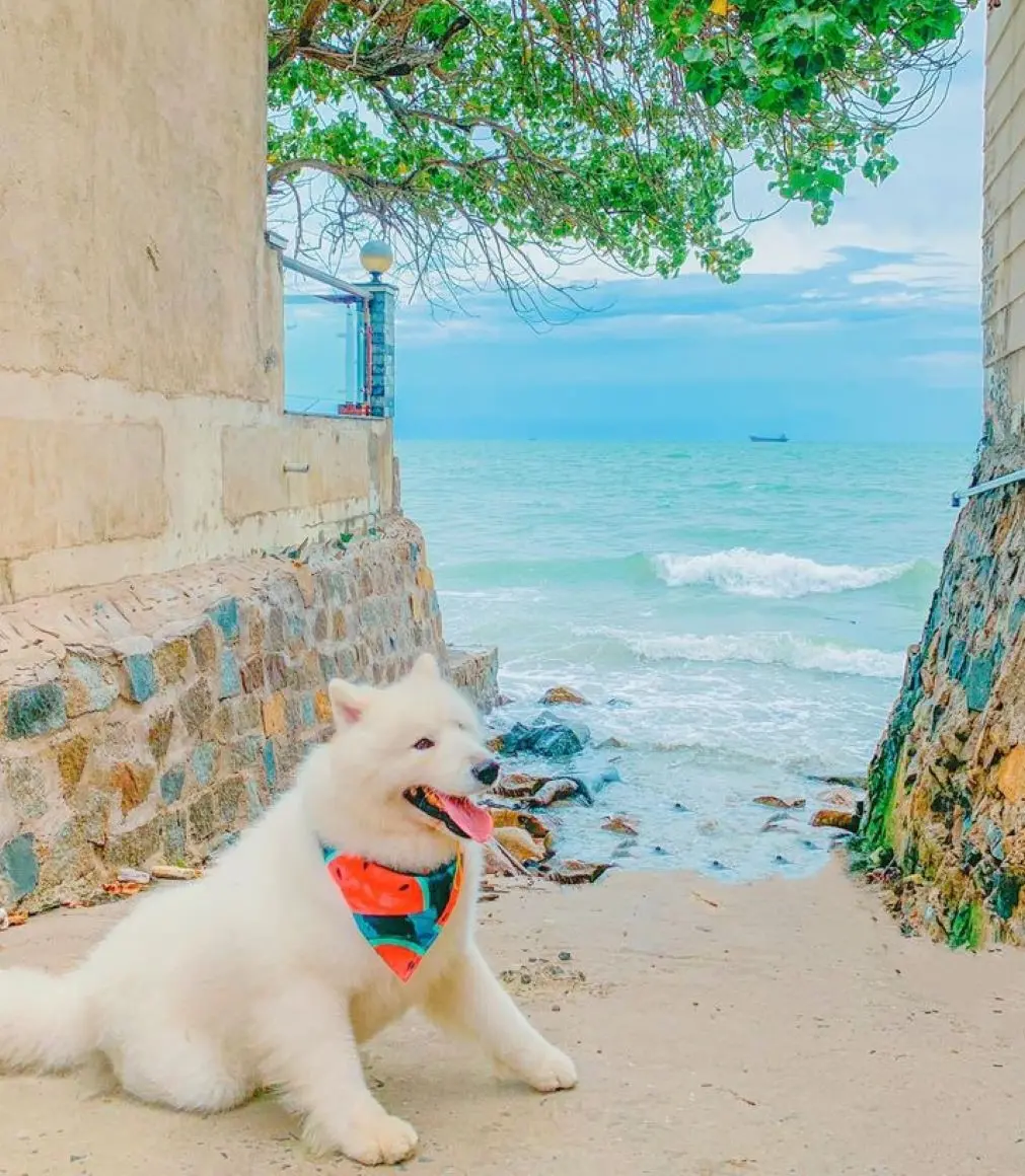 Review Vũng Tàu 2 ngày 1 đêm check-in toàn điểm hot cùng pet cưng 6