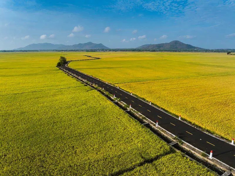 Thảo thơm hương đồng nội nơi C&aacute;nh đồng An Nhứt nổi tiếng Vũng T&agrave;u 4
