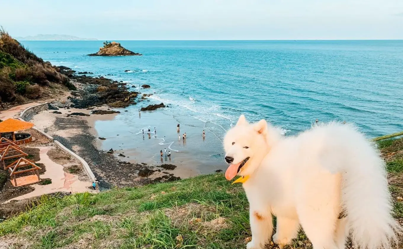 Review Vũng Tàu 2 ngày 1 đêm check-in toàn điểm hot cùng pet cưng