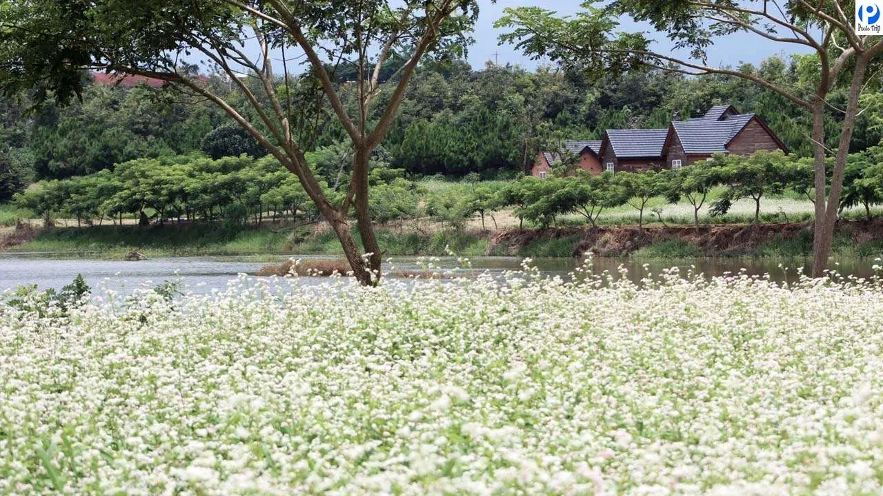 Kinh nghiệm khám phá Đà Lạt Milk Farm - Nông trại “sống ảo” chất ngất như trời Tây