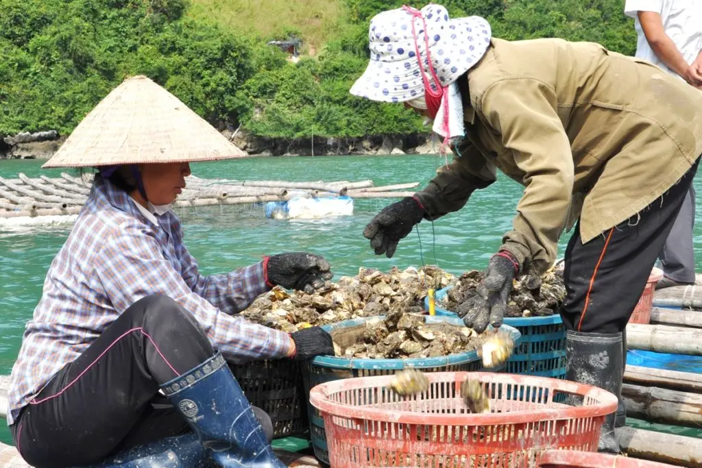 Lịch tr&igrave;nh kh&aacute;m ph&aacute; đảo Long Sơn trong 1 ng&agrave;y - Trải nghiệm cuộc sống ngư d&acirc;n l&agrave;ng b&egrave; 10