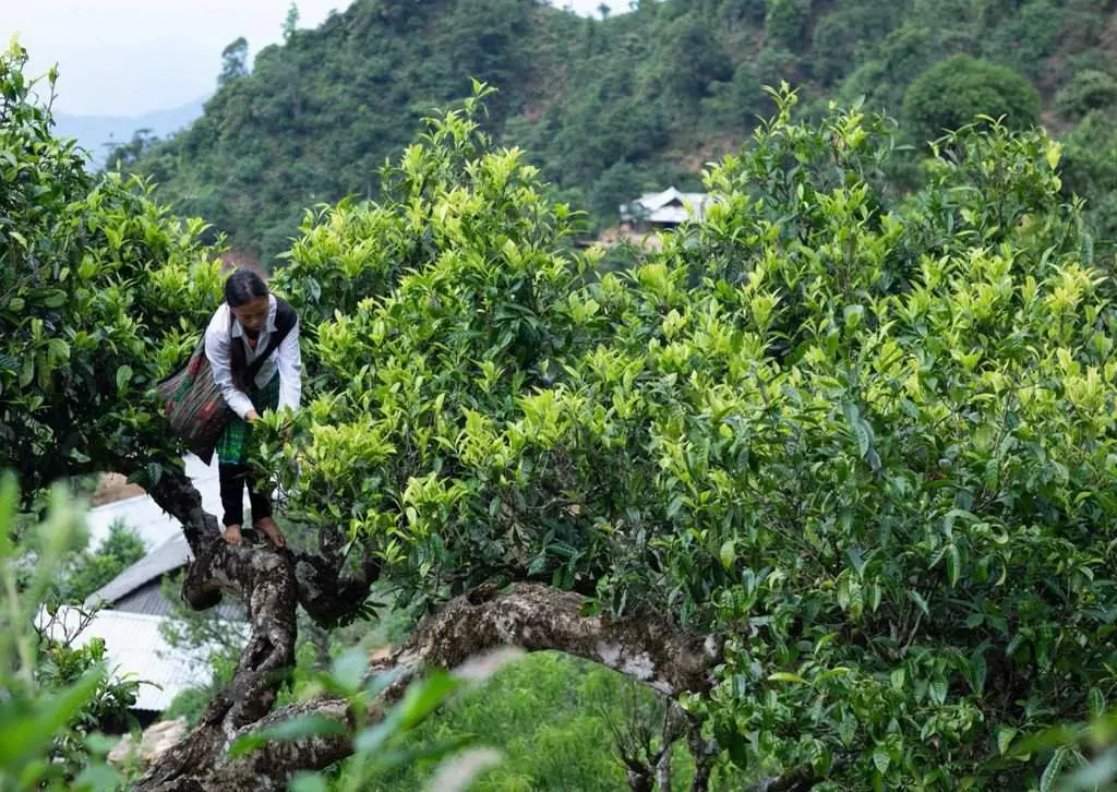 Ch&egrave; Shan tuyết suối Gi&agrave;ng - Thức qu&agrave; từ thi&ecirc;n nhi&ecirc;n 2