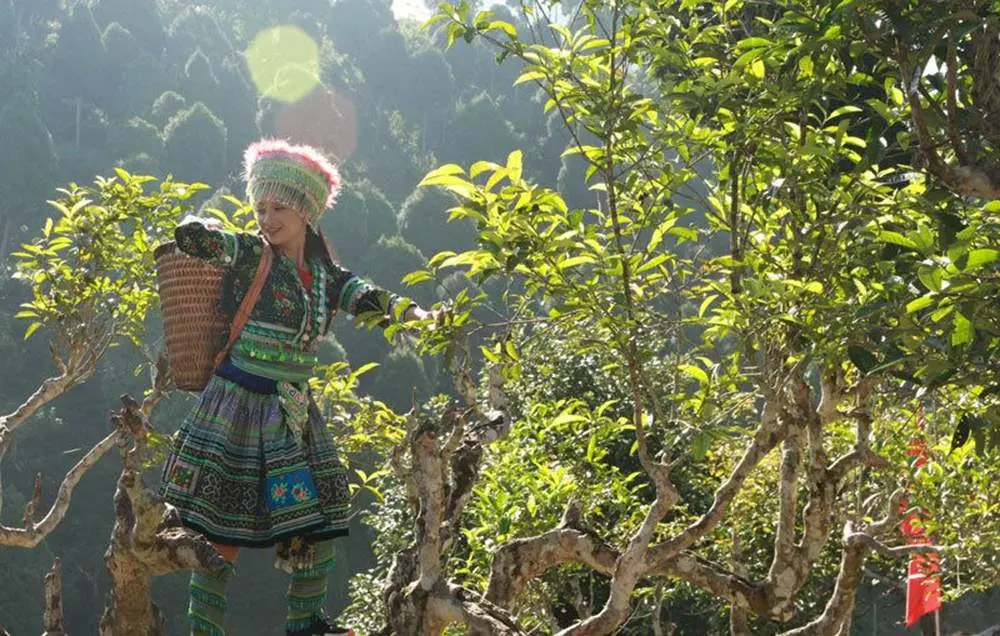 Ch&egrave; Shan tuyết suối Gi&agrave;ng - Thức qu&agrave; từ thi&ecirc;n nhi&ecirc;n 3