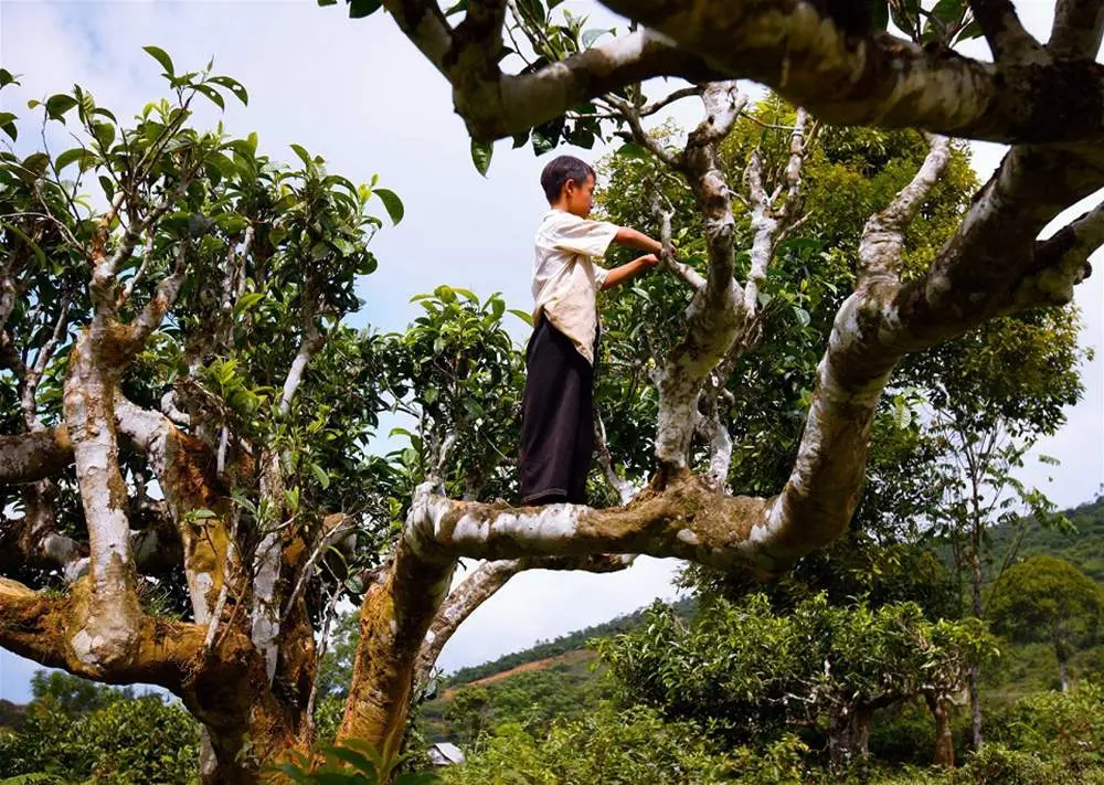 Ch&egrave; Shan tuyết suối Gi&agrave;ng - Thức qu&agrave; từ thi&ecirc;n nhi&ecirc;n 4